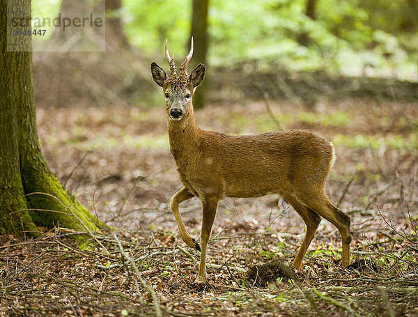 Reh (Capreolus capreolus)  Rehbock steht im Wald  captive  Niedersachsen  Deutschland  Europa