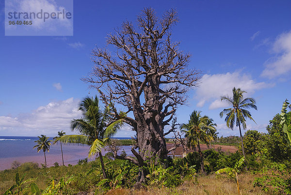 Afrikanische Affenbrotbaum auch Afrikanischer Baobab (Adansonia digitata)  Grande Comore  Komoren  Afrika