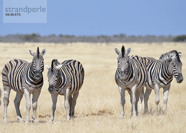 Burchell-Zebras (Equus burchelli)  Herde steht in trockenem Gras  Etosha-Nationalpark  Namibia  Afrika