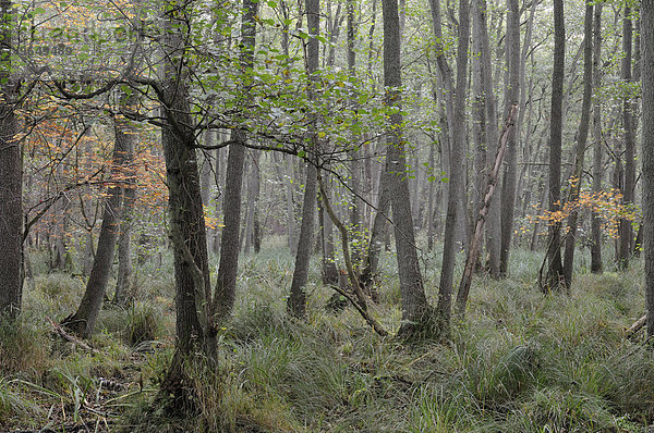 Erlen (Alnus)  Erlenbruch im Darßer Wald  Nationalpark Vorpommersche Boddenlandschaft  Mecklenburg-Vorpommern  Deutschland  Europa