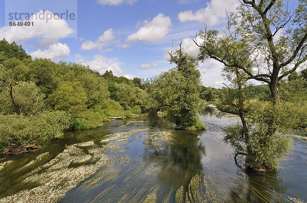 Ruhrtal  Flusslauf mit Gewöhnlichem Wasserhahnenfuß (Ranunculus aquatilis)  Nordrhein-Westfalen  Deutschland  Europa