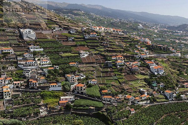 Ausblick auf Terrassenfelder  bei Camara de Lobos  Madeira  Portugal  Europa