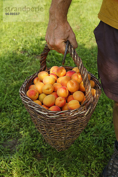 Marillenernte  Marillen oder Aprikosen in Zistel oder Erntekorb  Willendorf in der Wachau  Waldviertel  Niederösterreich  Österreich  Europa
