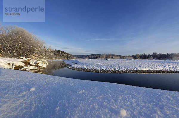 Wintermorgen in den Isarauen  bei Geretsried  Isar  Oberbayern  Bayern  Deutschland  Europa
