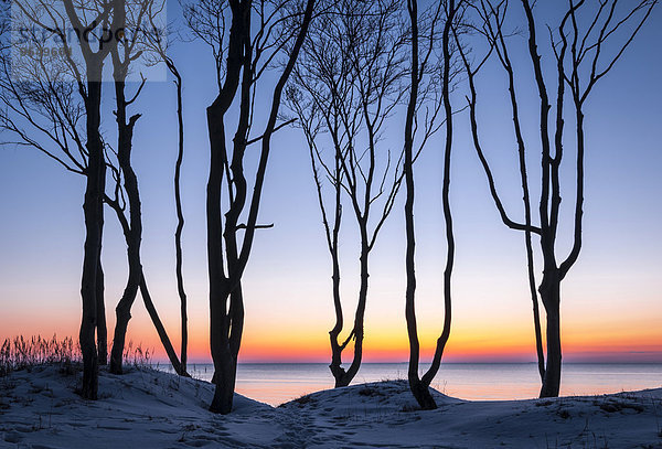 Baumsilhouetten bei Sonnenuntergang vor Ostsee  Weststrand  Darß  Nationalpark Vorpommersche Boddenlandschaft  Mecklenburg-Vorpommern  Deutschland  Europa