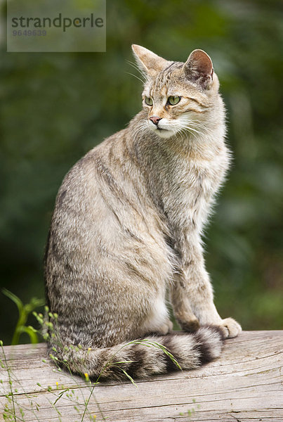 Europäische Wildkatze (Felis silvestris)  sitzt auf einem Stamm  captive  Bayern  Deutschland  Europa