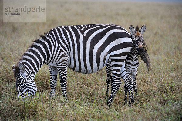 Steppenzebras (Equus guagga)  Stute mit Fohlen  das Fohlen versteckt sich hinter dem Muttertier  sieht vorsichtig hervor  Masai Mara Nationalreservat  Kenia  Afrika