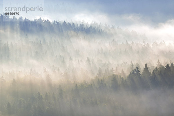 Nebel über den Baumkronen im Morgenlicht  Wald im Elbsandsteingebirge  Sächsische Schweiz  Sachsen  Deutschland  Europa