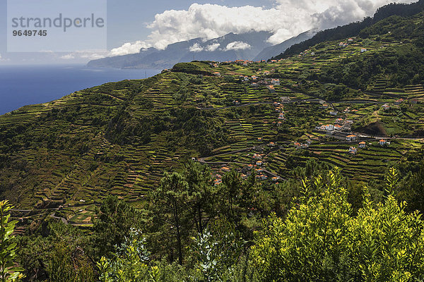 Terrassenfelder und Häuser  Ribeira de Janela  Madeira  Portugal  Europa