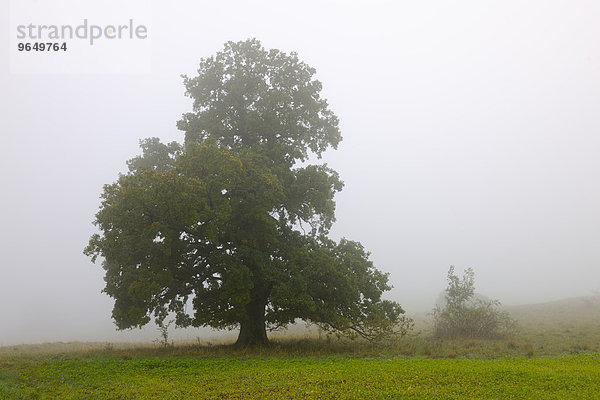 Stieleiche (Quercus robur)  Herbstlandschaft  Schwäbische Alb  Baden-Württemberg  Deutschland  Europa