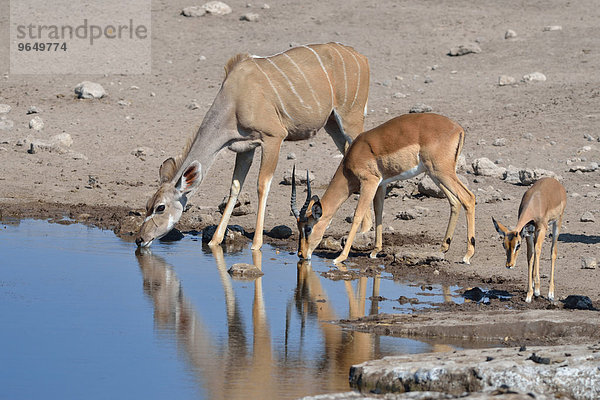 Großer Kudu (Tragelaphus strepsiceros)  Weibchen und zwei Impalas oder Schwarzfersenantilopen (Aepyceros Melampus petersi)  Alttier und Jungtier  beim Trinken am Wasserloch  Etoscha-Nationalpark  Namibia  Afrika