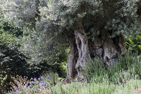 Alter Olivenbaum (Olea europaea)  Funchal  Madeira  Portugal  Europa