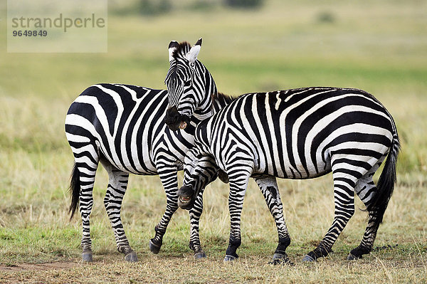 Steppenzebras (Equus guagga)  kämpfen  Kräfte messen  Masai Mara Nationalreservat  Kenia  Afrika