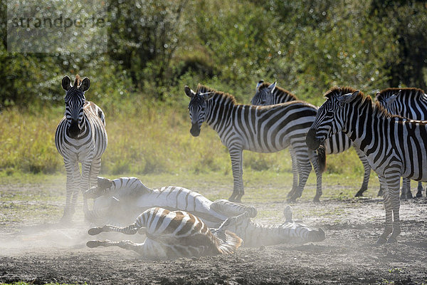 Steppenzebras (Equus guagga)  zwei wälzen sich im Sand  Masai Mara Nationalreservat  Kenia  Afrika