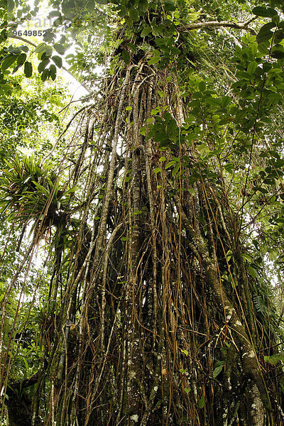 Birkenfeige (Ficus) mit Luftwurzeln im Cocos Island Nationalpark  Cocos Island  Kokos-Insel  Costa Rica  Nordamerika