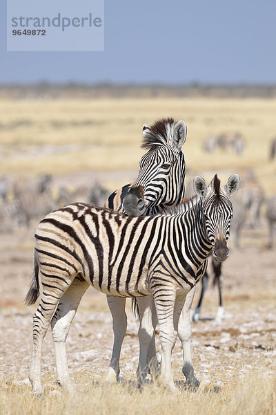 Junges Burchell-Zebra (Equus burchelli)  mit männlicheM Fohlen steht auf trockenem Boden  Etosha-Nationalpark  Namibia  Afrika