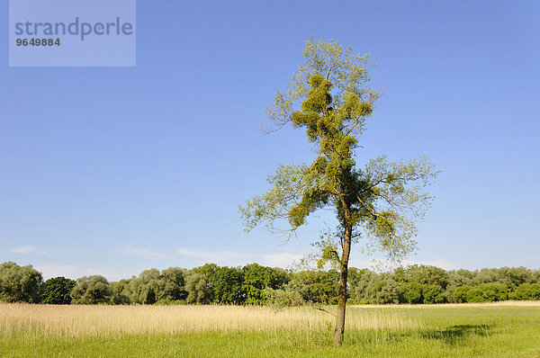 Baum mit Mistel (Viscum album)  Baden-Württemberg  Deutschland  Europa