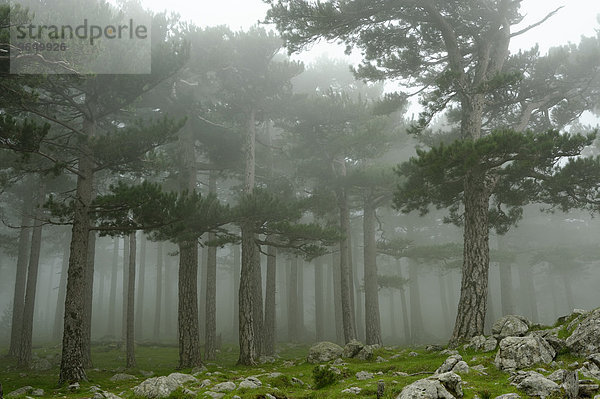 Bäume im Nebel am Pass Col del Bavella  Regionaler Naturpark Korsika  Corse-du-Sud  Korsika  Frankreich  Europa