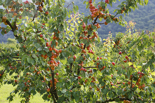 Reife Marillen oder Aprikosen (Prunus armeniaca) an Marillenbaum  Spitz an der Donau  Wachau  Waldviertel  Niederösterreich  Österreich  Europa