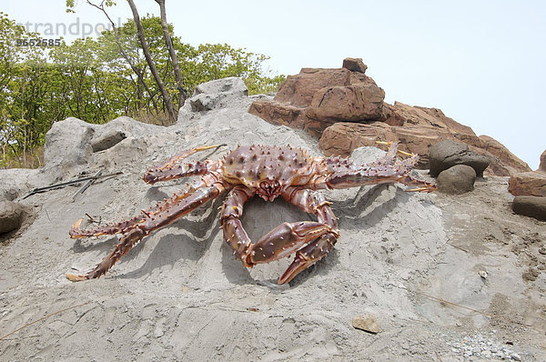 Königskrabbe (Paralithodes camtschaticus)  Skulptur  auf dem Gebiet des Ozeanariums  Wladiwostok  Region Primorje  Russland  Europa