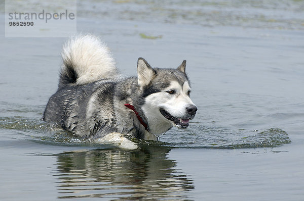 Alaskan Malamute (Canis lupus familiaris)  Hunderasse  im Wasser  Japanisches Meer  Wladiwostok  Region Primorje  Russland  Europa