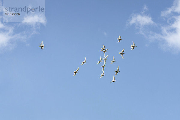 Weiße Tauben (Columbidae) fliegen vor blauem Himmel