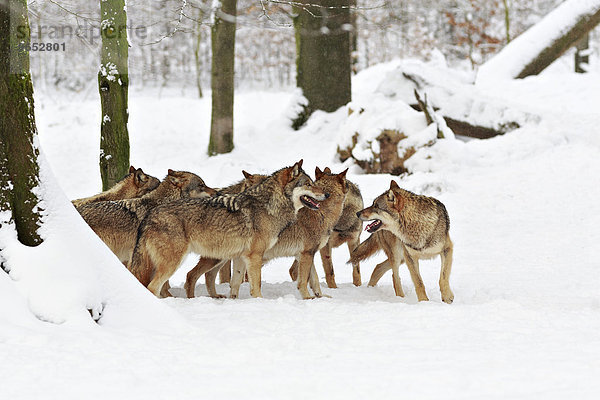 Wölfe (Canis lupus) im Schnee  Wolfsrudel  Wildpark Neuhaus  Neuhaus im Solling  Niedersachsen  Deutschland  Europa