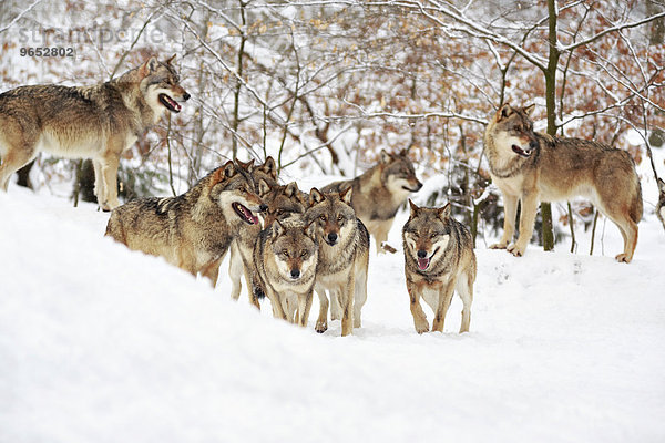 Wölfe (Canis lupus) im Schnee  Wolfsrudel  Wildpark Neuhaus  Neuhaus im Solling  Niedersachsen  Deutschland  Europa