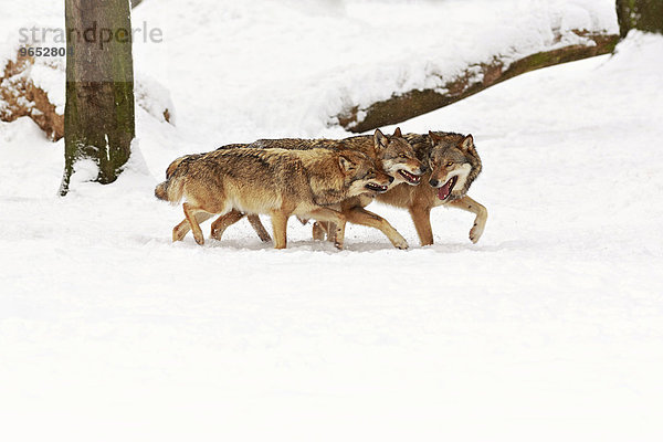 Drei Wölfe (Canis lupus) im Schnee  Wildpark Neuhaus  Neuhaus im Solling  Niedersachsen  Deutschland  Europa