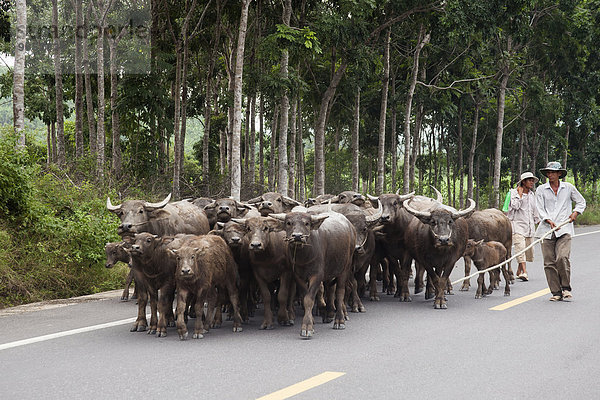 Hirte treibt Wasserbüffel (Bubalus arnee) auf der Straße  Ca Na  Vietnam  Asien
