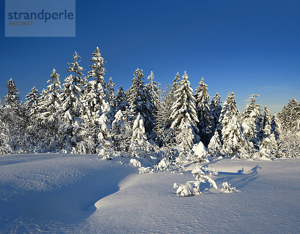 Tiefverschneite Winterlandschaft im Nationalpark Harz  bei Torfhaus  Niedersachsen  Deutschland  Europa