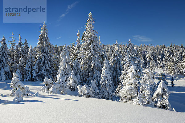 Tiefverschneite Winterlandschaft im Nationalpark Harz  bei Torfhaus  Niedersachsen  Deutschland  Europa