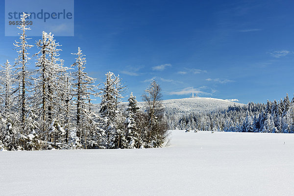 Tiefverschneite Winterlandschaft im Nationalpark Harz  hinten der Brocken  bei Torfhaus  Niedersachsen  Deutschland  Europa