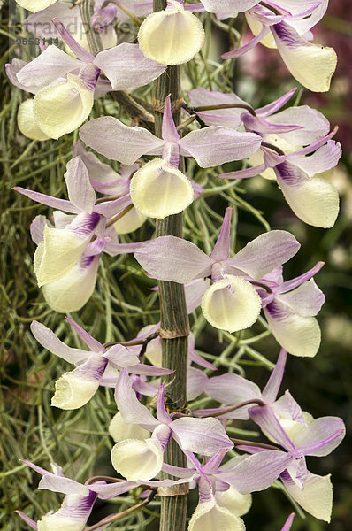 Blütenrispe einer Orchidee (Dendrobium pierardii)  Palmengarten  Frankfurt am Main  Hessen  Deutschland  Europa