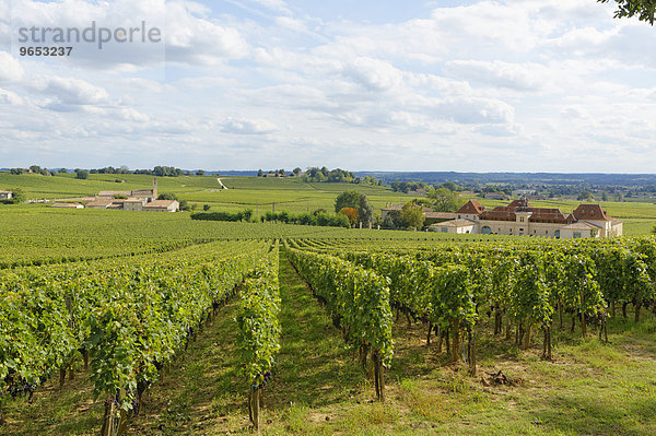 Bordeaux Weinberg und Chateau Angelus  Saint-Émilion  Département Gironde  Aquitanien  Frankreich  Europa