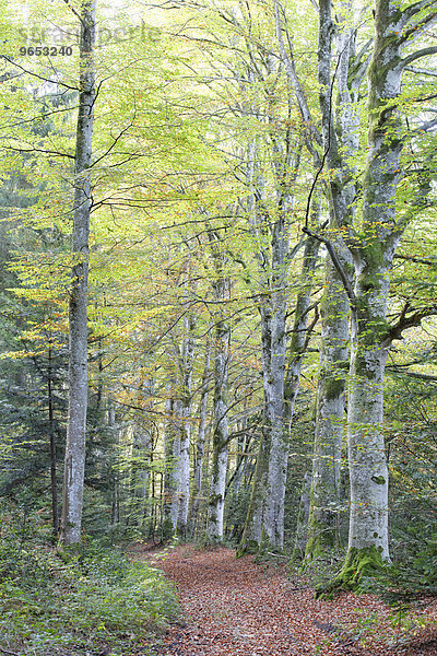 Wald von Meydat  Regionaler Naturpark Livradois-Forez  Condat-les-Montboissiers  Département Puy-de-Dôme  Auvergne  Frankreich  Europa