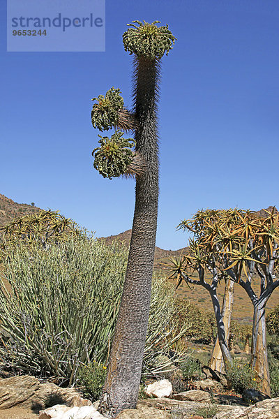 Halbmensch-Pflanze (Pachypodium namaquanum) und Köcherbäume (Aloe dichotoma)  Goegab-Naturschutzgebiet  Provinz Nordkap  Südafrika