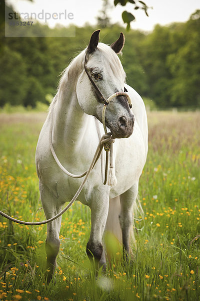 P.o.A.  Pony of the Americas  Schimmelstute  hochträchtig  mit Westernzaum Bosal auf Blumenwiese
