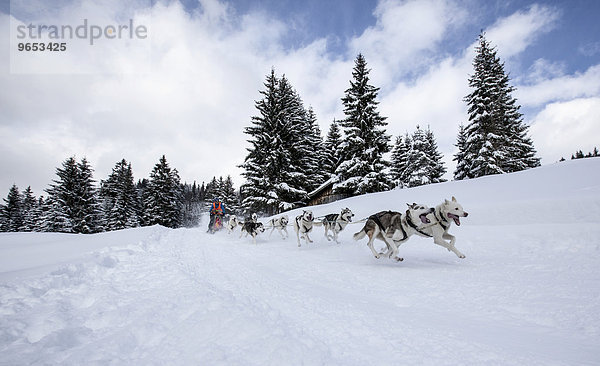 Schlittenhundegespann im Winterwald  Schlittenhunderennen  Unterjoch  Allgäu  Bayern  Deutschland  Europa