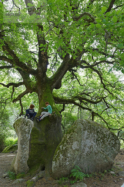 Mächtige alte Eiche (Quercus sp.) spaltet einen Stein  Kinder klettern auf Naturdenkmal im Foret de Bavella  bei Arggiavara  Département Corse-du-Sud  Korsika  Frankreich  Europa