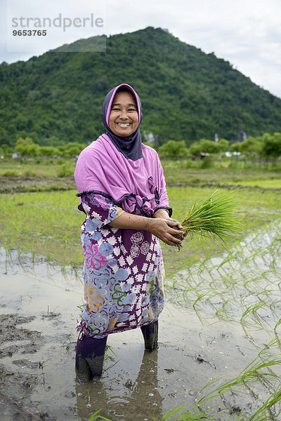 Bäuerin mit Reis-Setzlingen in einem überfluteten Reisfeld  Lam Teungo  Subdistrict Rozma  Aceh  Indonesien  Asien