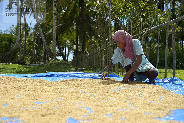 Junge Frau trocknet Reis  Simeulue  Indonesien  Asien
