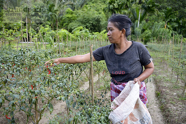 Frau erntet Chili-Schoten (Capsicum)  Simeulue  Indonesien  Asien