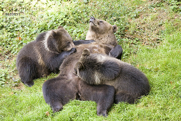 Braunbären (Ursus arctos)  Braunbärenmutter säugt ihre Jungen  captive  Nationalpark Bayerischer Wald  Bayern  Deutschland  Europa
