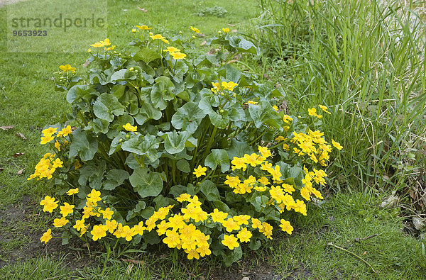 Sumpfdotterblumen (Caltha palustris)  Deutschland  Europa