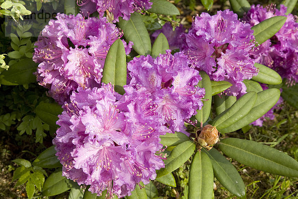 Lila blühender Rhododendron (Rhododendron sp.)  Sachsen  Deutschland  Europa