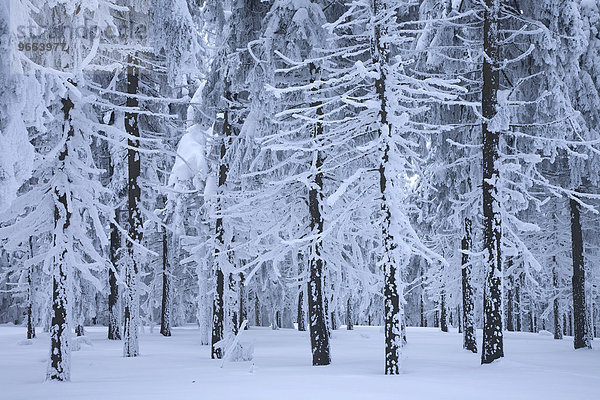 Verschneite Baumstämme  Winterwald im Erzgebirge  Sachsen  Deutschland  Europa