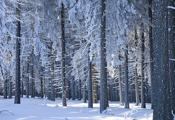 Verschneite Baumstämme  Winterwald im Erzgebirge  Sachsen  Deutschland  Europa