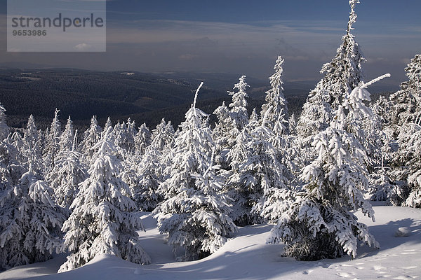Verschneite Bäume  Winterwald im Erzgebirge  Sachsen  Deutschland  Europa