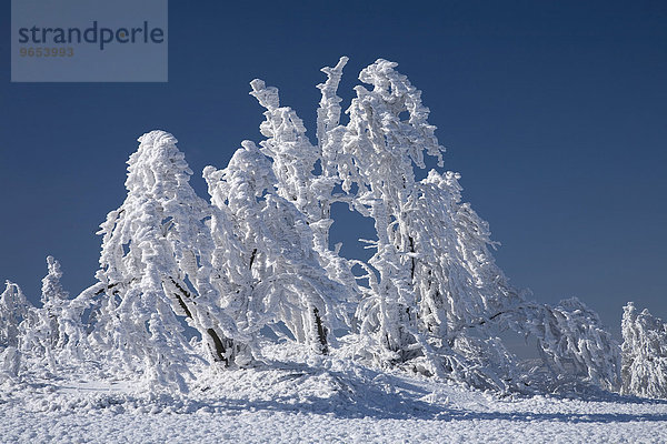 Verschneite Bäume  Winterlandschaft im Erzgebirge  Sachsen  Deutschland  Europa